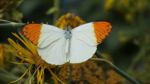 Nikon D80 Sample Images | Nikon D80 pictures смотреть онлайн