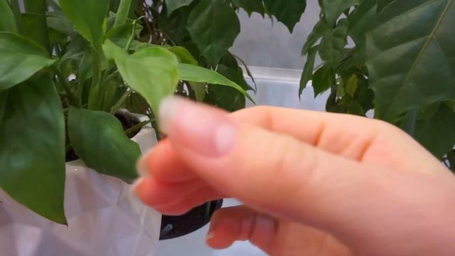 БУДНИ МАМЫ/ ЗАВТРАК/ МИНТАЙ В ДУХОВКЕ/ УХОД ЗА ЦВЕТАМИ/ НУЖЕН СОВЕТ смотреть онлайн