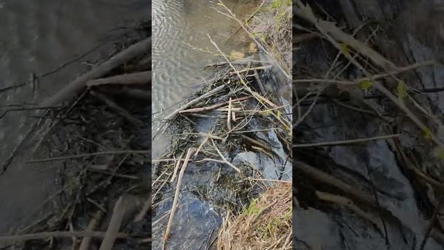 Нашли платину бобра и его хатку #shorts смотреть онлайн