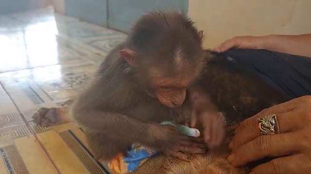 Hoa's family is very happy when Su's dog's wound has healed смотреть онлайн