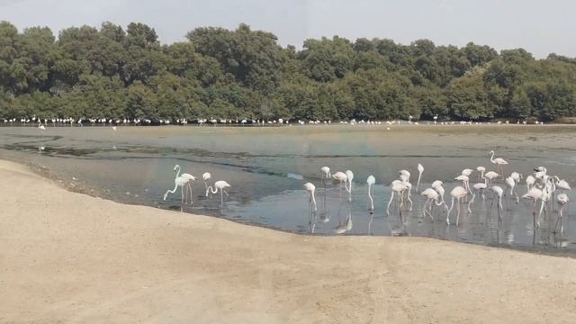 Заповедник Рас Эль Хор в Дубае. Розовые фламинго в центре мегаполиса. Дубай 2021. смотреть онлайн