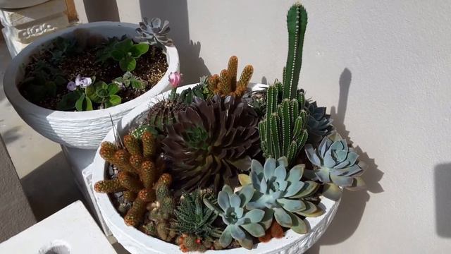 Update gubahan kaktus sukulen lepas 2 bulan#succulent cactus смотреть онлайн