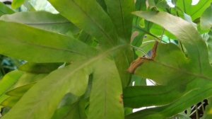 Как вырастить Папоротник Часть 1 ? ЗАКРЫТАЯ СИСТЕМА/Какие сорта в моей коллекции