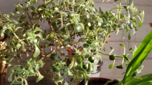 От завтрака до ужина ??☕ моя еда на АИП/Вы просили - показываю ?