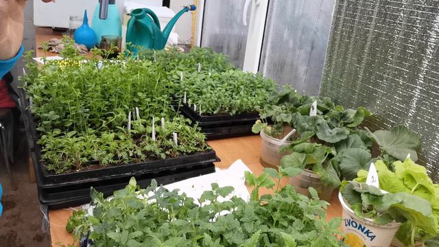 Стрижка однолетников, для чего я это делаю. смотреть онлайн