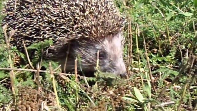 Злой фыркающий ежик смотреть онлайн