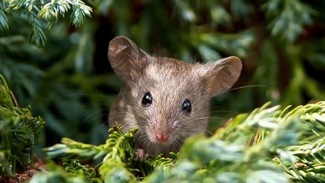 Учим стихи онлайн Развиваем память детей Лучшее видео для самых маленьких смотреть онлайн