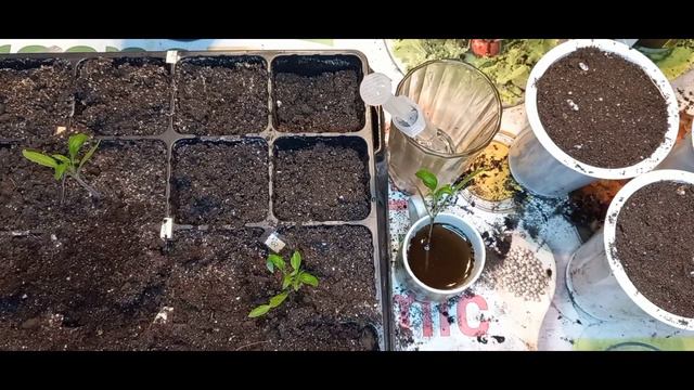 🍅Пикировка томатов #2 смотреть онлайн