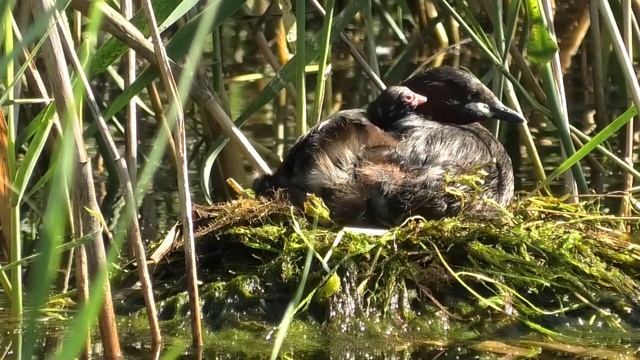Малая поганка - гнездовая жизнь. Little grebe is a nesting life. смотреть онлайн