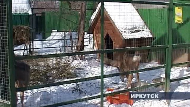 Животные не спят смотреть онлайн