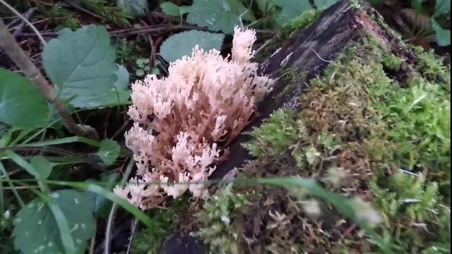 Руководство к Таланту