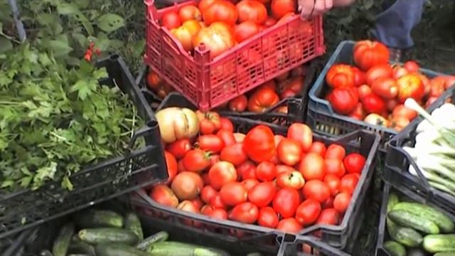 ОТДЕЛЕНИЕ ТРУДОВОЙ РЕАБИЛИТАЦИИ НА БАЗЕ ПОДСОБНОГО ХОЗЯЙСТВА КОЛЫЧЕВСКОГО ПНИ смотреть онлайн