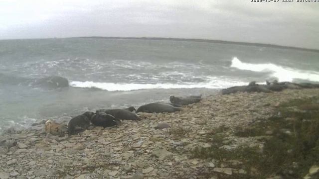 2009 10 07 08h54s tv eenet Grey Seal Cam смотреть онлайн