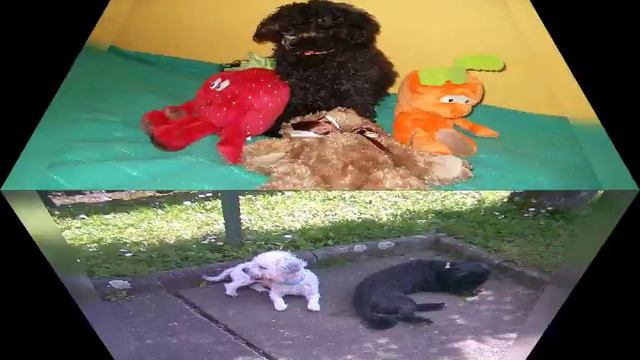 Lásko mila moje смотреть онлайн