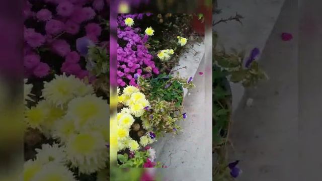 Кок жар салпхозы Борбаш айылы Энемдин гулдору смотреть онлайн