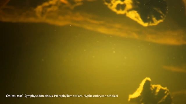 Дискусы. Часть 3. Идеальные условия для содержания дискусов в аквариуме смотреть онлайн