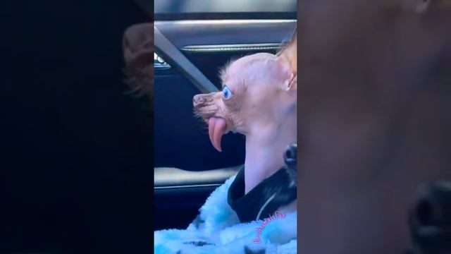 У собаки ? выпал Язык ? Funny Dog ? #shorts смотреть онлайн