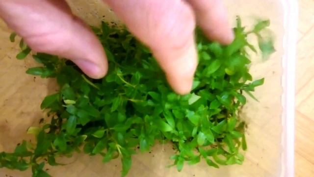 Стаурогин репенс (Staurogyne repens) смотреть онлайн