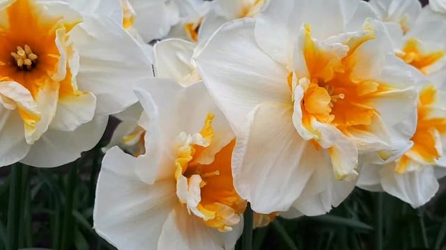 Narcissus Dolly Mollinger at P.Pennings смотреть онлайн