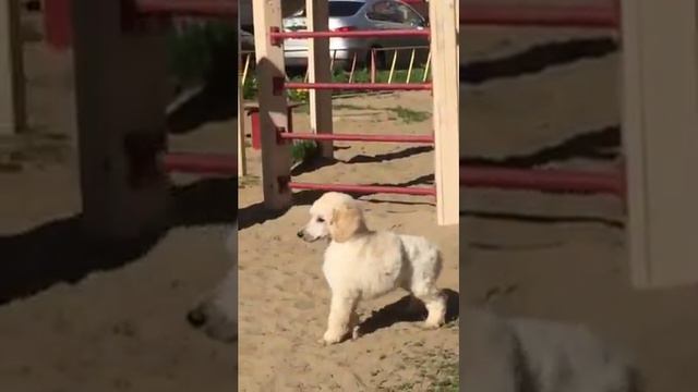 ЛД Риголетто