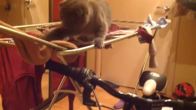 Весёлые котята игра на сушилки смотреть онлайн