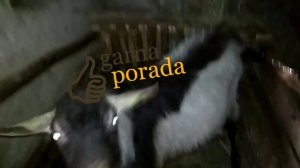 Как завести желудок козе, козлу