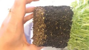 Наперстянка 25.03.18 Пикирование наперстянки