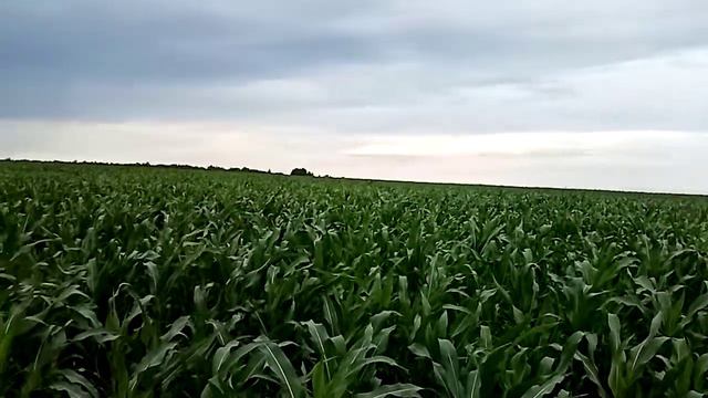 Кукуруза... Почему-то вспоминаются старые фильмы ужасов про поля кукурузы 🙀 смотреть онлайн