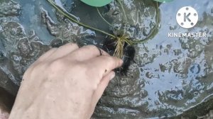 Как вырастить лотос Комарова, орехоносный из семян? Зимующий лотос - проращивание, посадка в горшок