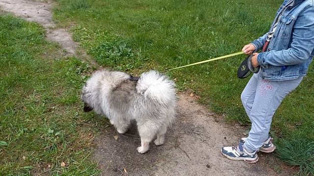 Фея - маленькая собачка йорк и её друзья