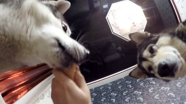 Собака ест мороженое | Dog eating ice cream смотреть онлайн