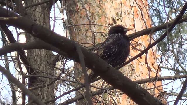 2014_03_30 Скворец, г.Пушкино смотреть онлайн