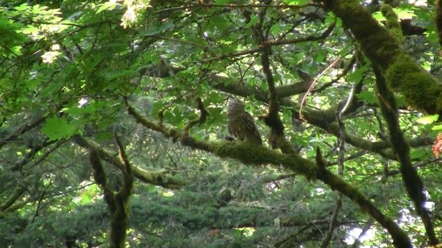 Barred Owl Eating Mole. Пестрая неясыть ест крота (2314sp) смотреть онлайн