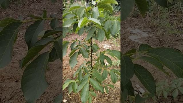 Грецкий орех Кочерженко. Выращиваю данный сорт в Волгограде. смотреть онлайн