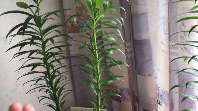 Розы в бутылках. Лилии. Елка Глаука Глобоза. И конечно же, моя рассада петуний! 4 апреля 2018. смотреть онлайн