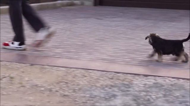 Питомник Кураж Светланы. КС Астронавт смотреть онлайн