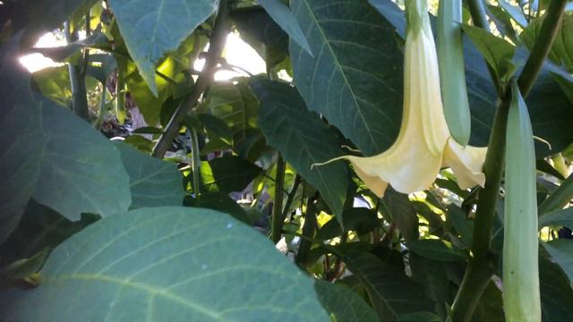 Brugmansia смотреть онлайн