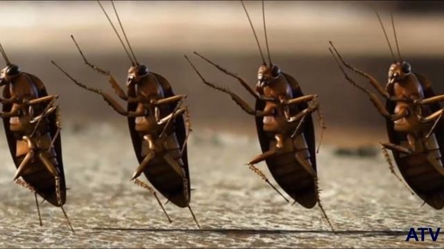 Анекдот .  Как вывести Тараканов .