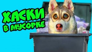 ХАСКИ В МУСОРКЕ (Хаски Бублик) Мистер Бубл Говорящая Собака