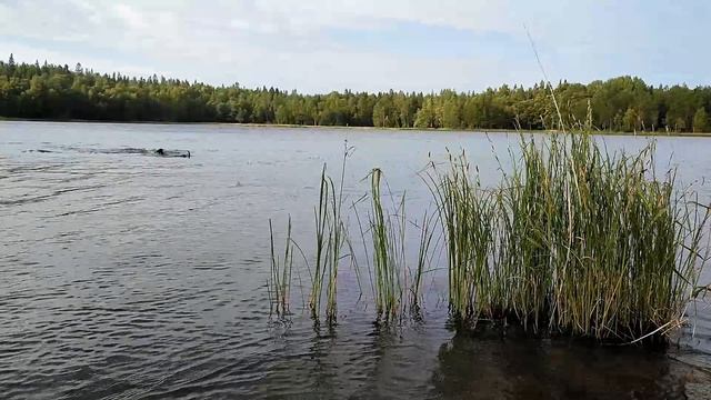 Полевые работы РГГМУ (в рамках работы по гранту РГО) - Экологический факультет смотреть онлайн