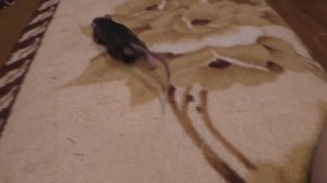 ПОДСЕЛЕНИЕ КРЫС: ОСНОВНЫЕ ВАЖНЫЕ МОМЕНТЫ