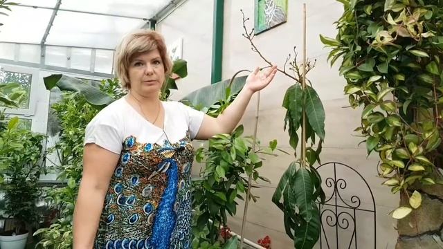 Манго смотреть онлайн