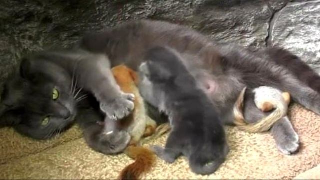 Женщина не смогла сдержать слез, узнав, куда уходит кошка, оставляя своих котят смотреть онлайн