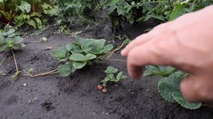 Мужские и женские кусты клубники. Это бред! Опровержение на моё видео.