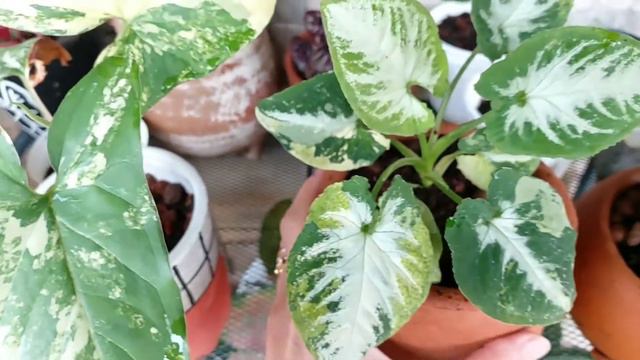 Syngonium Scrambled Eggs, Harganya Mencapai Puluhan Juta Rupiah