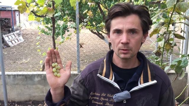 Естественное и искусственное опыление винограда смотреть онлайн