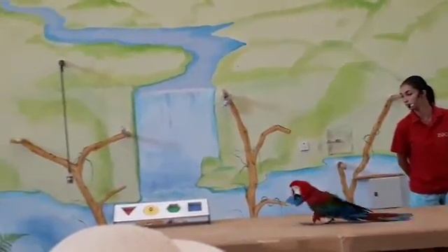 Zoo///зоопарк Пафос смотреть онлайн