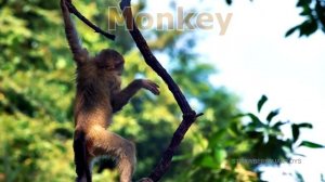Wild Zoo Animals Toys Baby Mom Learn Animals Names Educational Toys for Children
