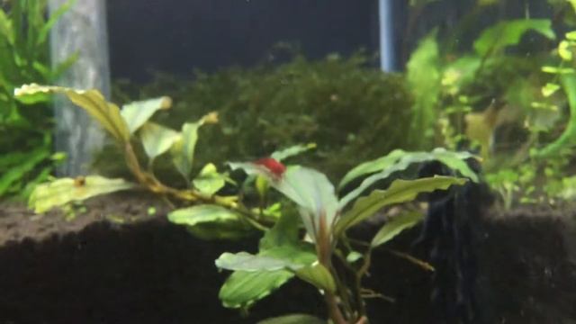 Креветка Кровавая Мэри Neocaridina Bloody Mary смотреть онлайн