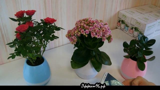 Поющий горшок